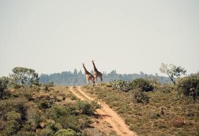 kenia giraffes